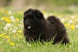 CHOW CHOW 490
